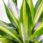 Dracaena fragrans 'Cintho' close-up of leaf on white background.
