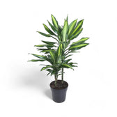 Dracaena fragrans 'Cintho' potted plant in nursery pot on white background.