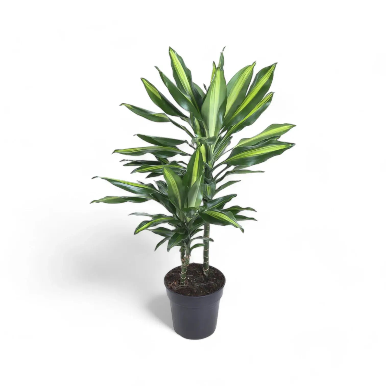 Dracaena fragrans 'Cintho' potted plant in nursery pot on white background.