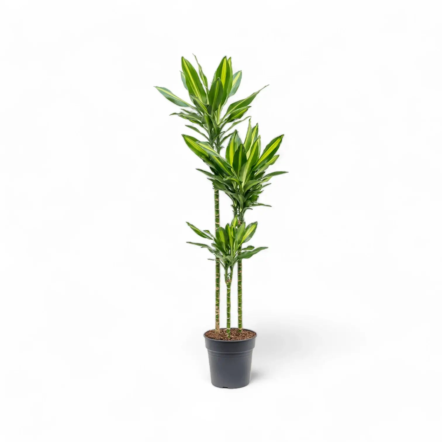 Dracaena fragrans 'Cintho' potted plant in nursery pot on white background.