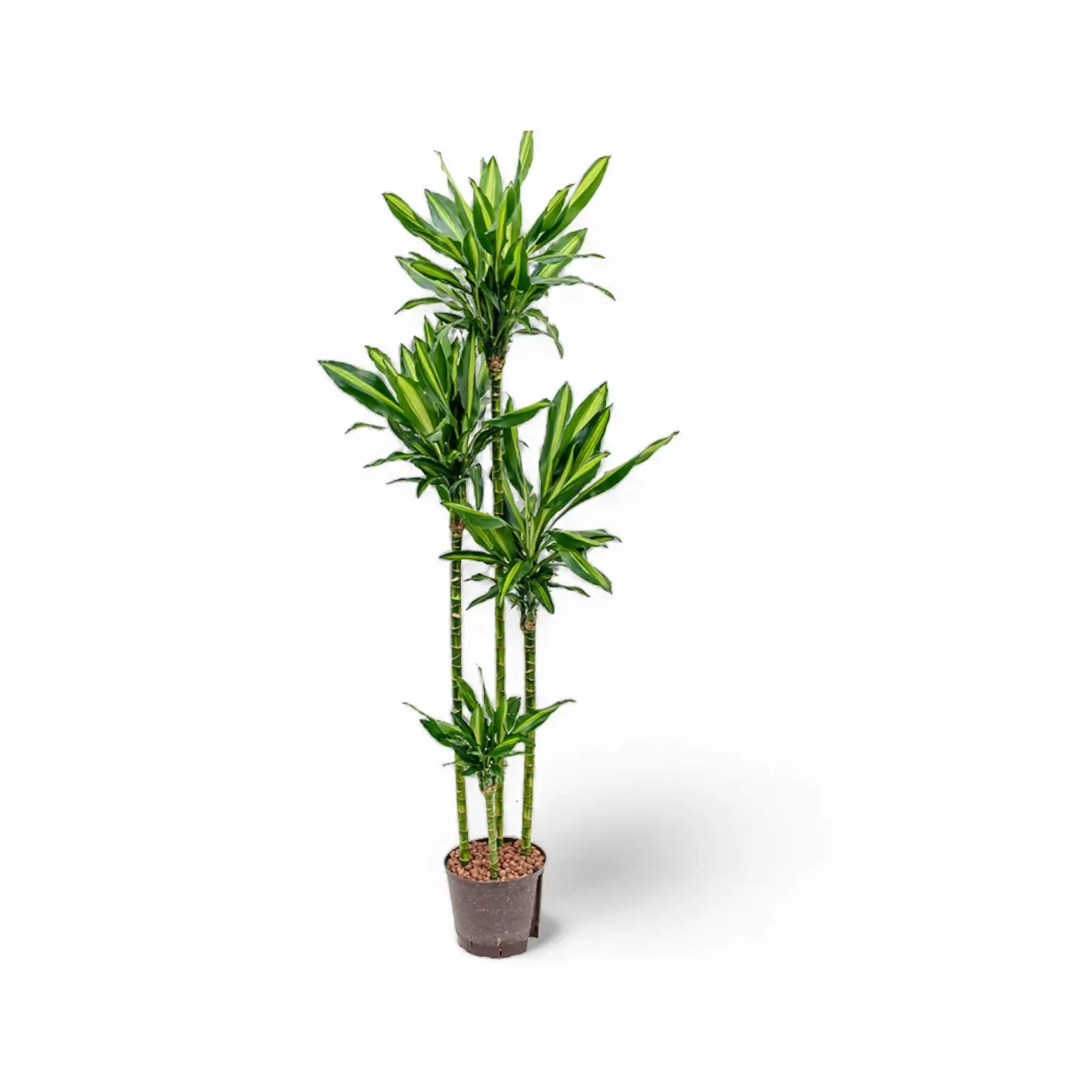 Dracaena fragrans 'Cintho' potted plant in nursery pot on white background.