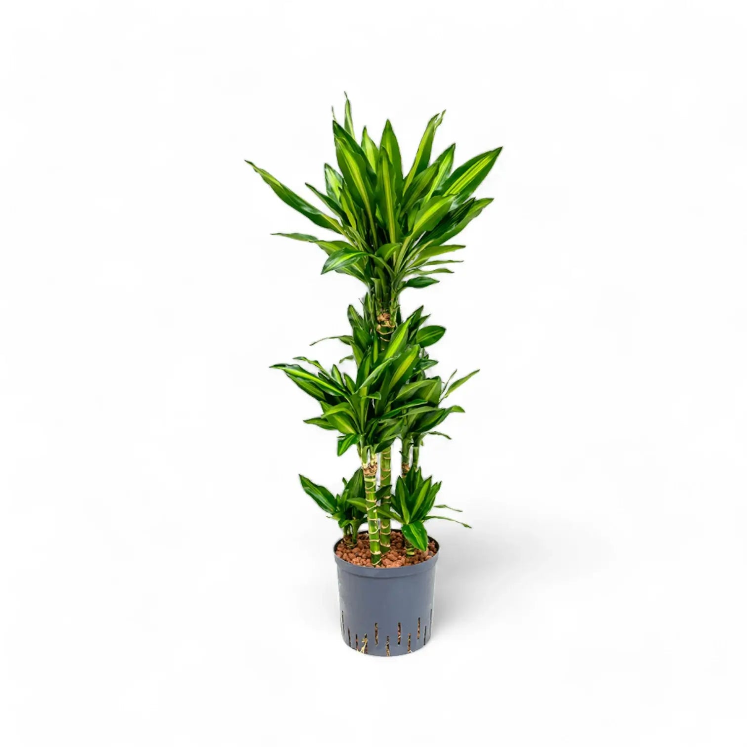 Dracaena fragrans 'Cintho' potted plant in nursery pot on white background.