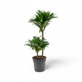 Dracaena fragrans 'Compacta' potted plant in nursery pot on white background.