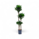 Dracaena fragrans 'Compacta' potted plant in nursery pot on white background.
