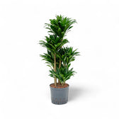 Dracaena fragrans 'Compacta' potted plant in nursery pot on white background.
