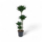 Dracaena fragrans 'Compacta' potted plant in nursery pot on white background.