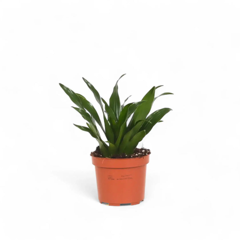 Dracaena fragrans 'Compacta' potted plant in nursery pot on white background.