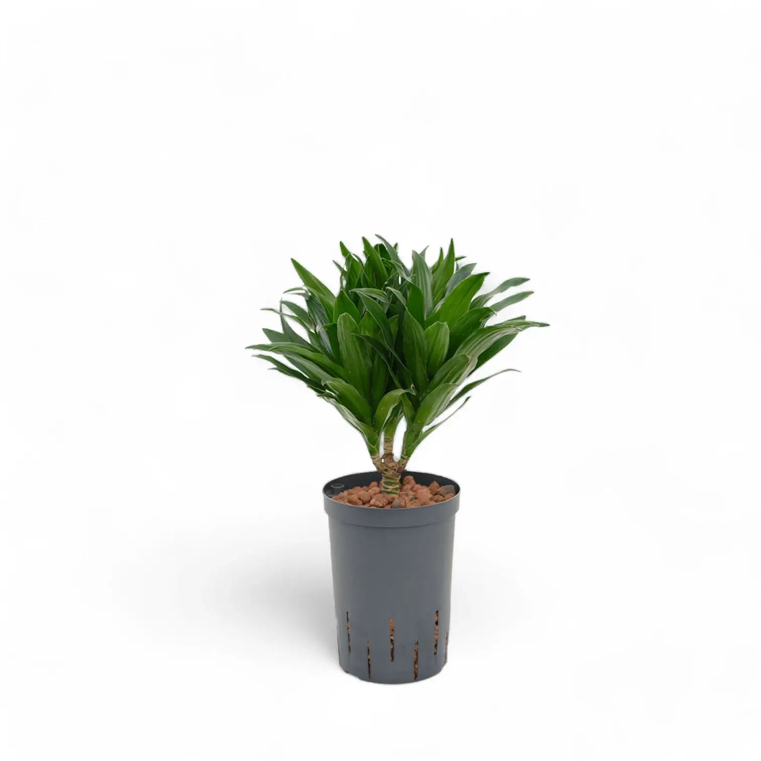 Dracaena fragrans 'Compacta' potted plant in nursery pot on white background.