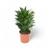 Dracaena fragrans 'Compacta' potted plant in nursery pot on white background.