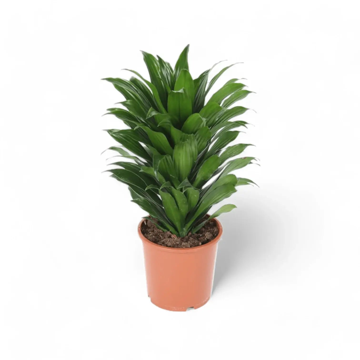 Dracaena fragrans 'Compacta' potted plant in nursery pot on white background.