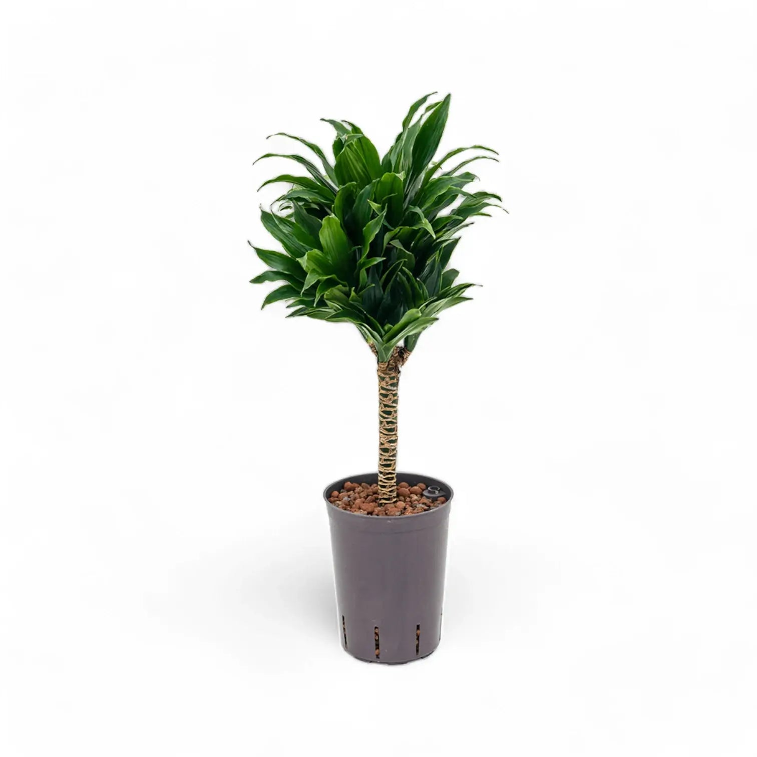 Dracaena fragrans 'Compacta' potted plant in nursery pot on white background.