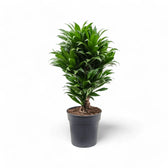 Dracaena fragrans 'Compacta' potted plant in nursery pot on white background.