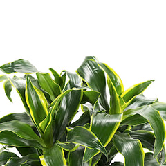 dracaena fragrans outdoors Dracaena fragrans 'Dorado' – Dark Glossy Indoor Cane