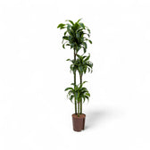 Dracaena fragrans 'Dorado' potted plant in nursery pot on white background.