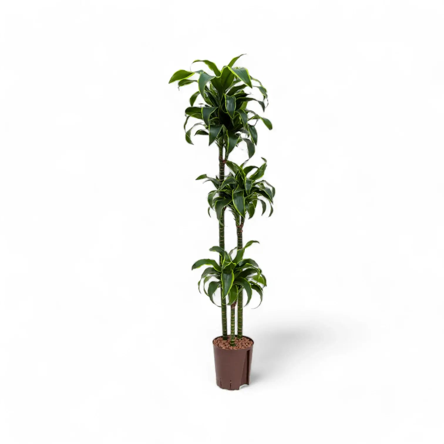 Dracaena fragrans 'Dorado' potted plant in nursery pot on white background.