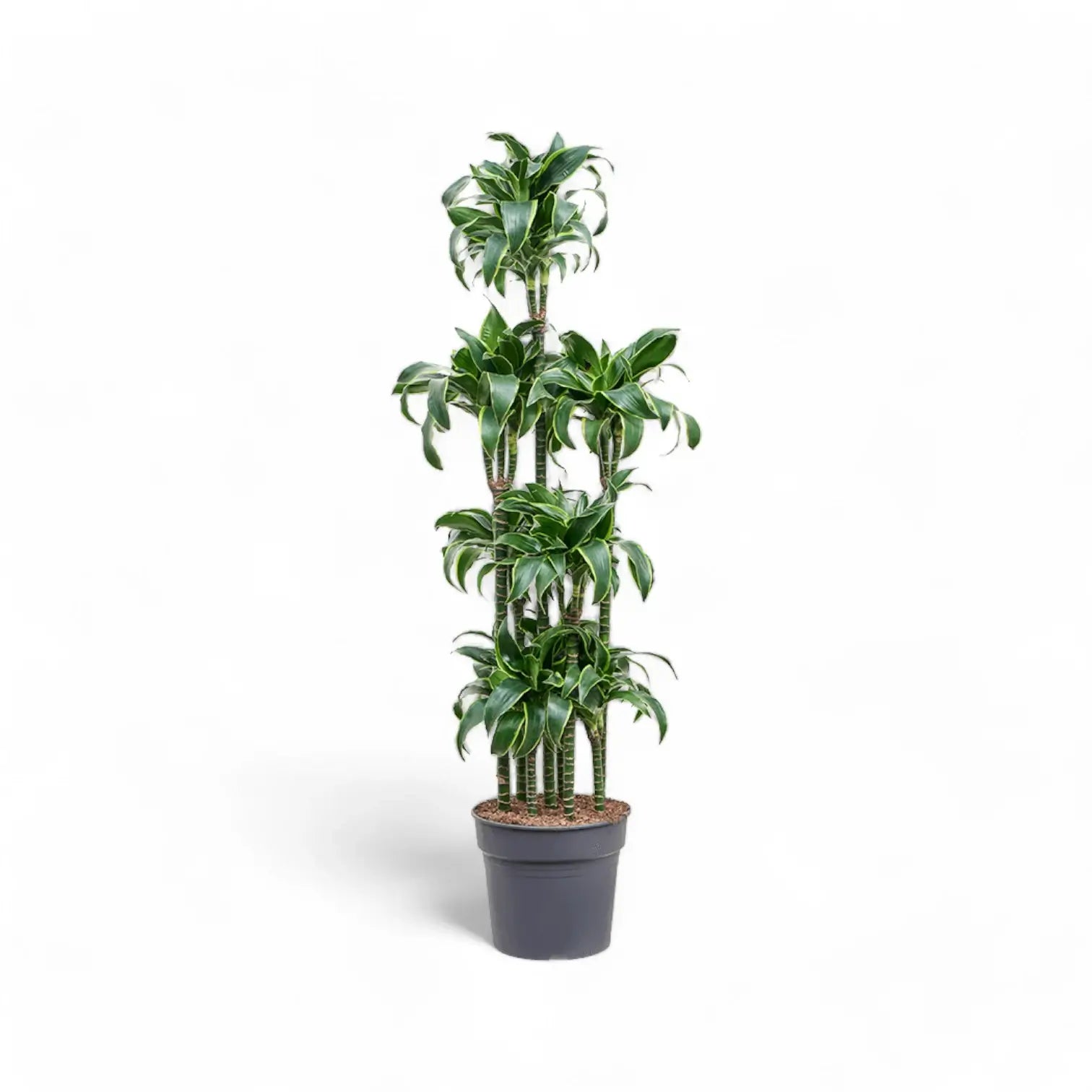 Dracaena fragrans 'Dorado' potted plant in nursery pot on white background.