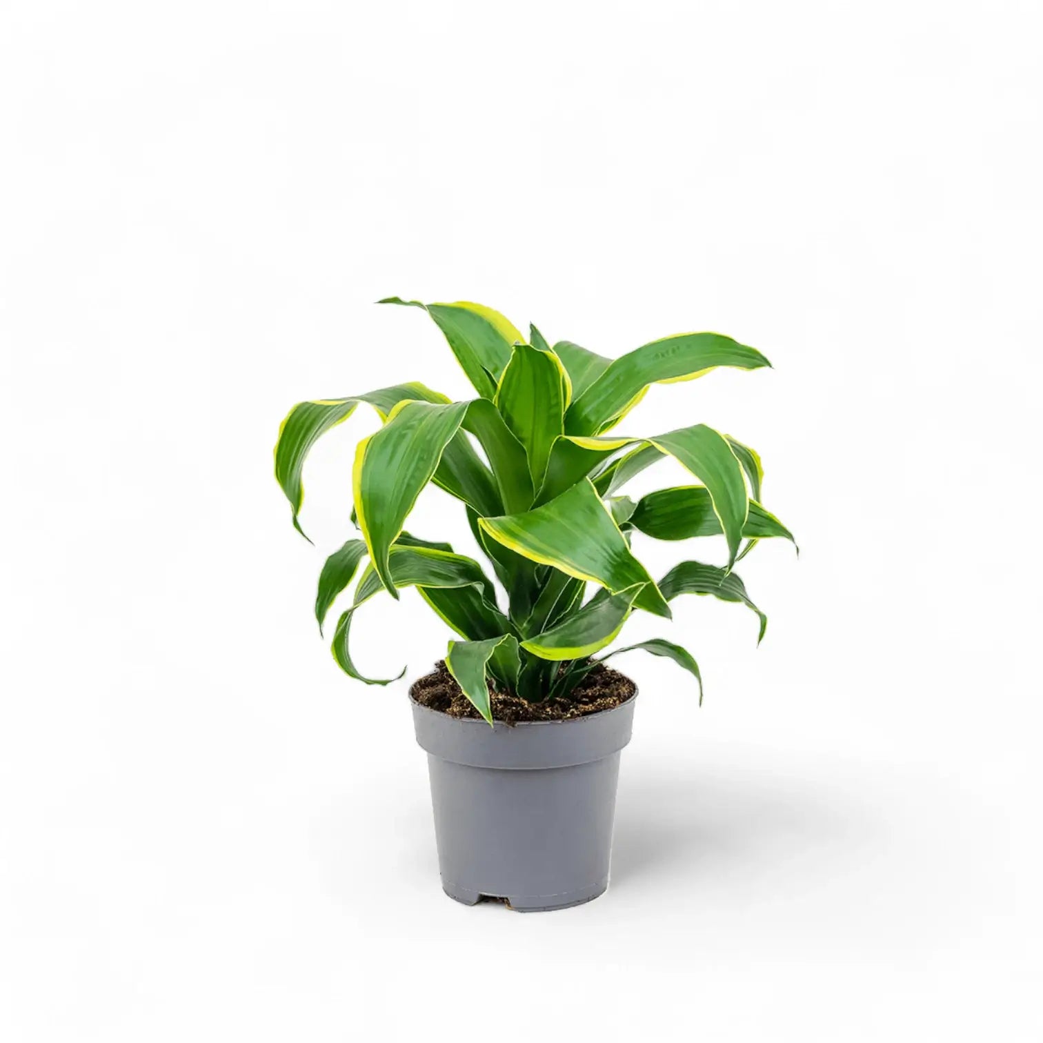 Dracaena fragrans 'Dorado' potted plant in nursery pot on white background.