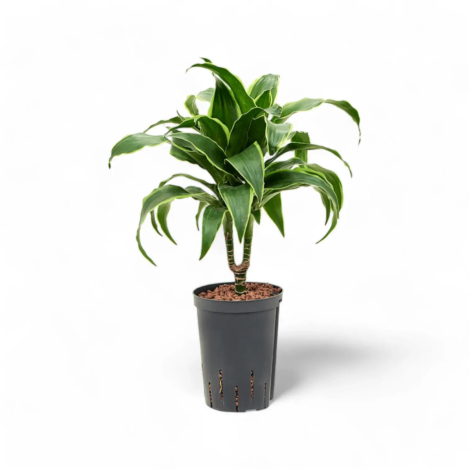 Dracaena fragrans 'Dorado' potted plant in nursery pot on white background.