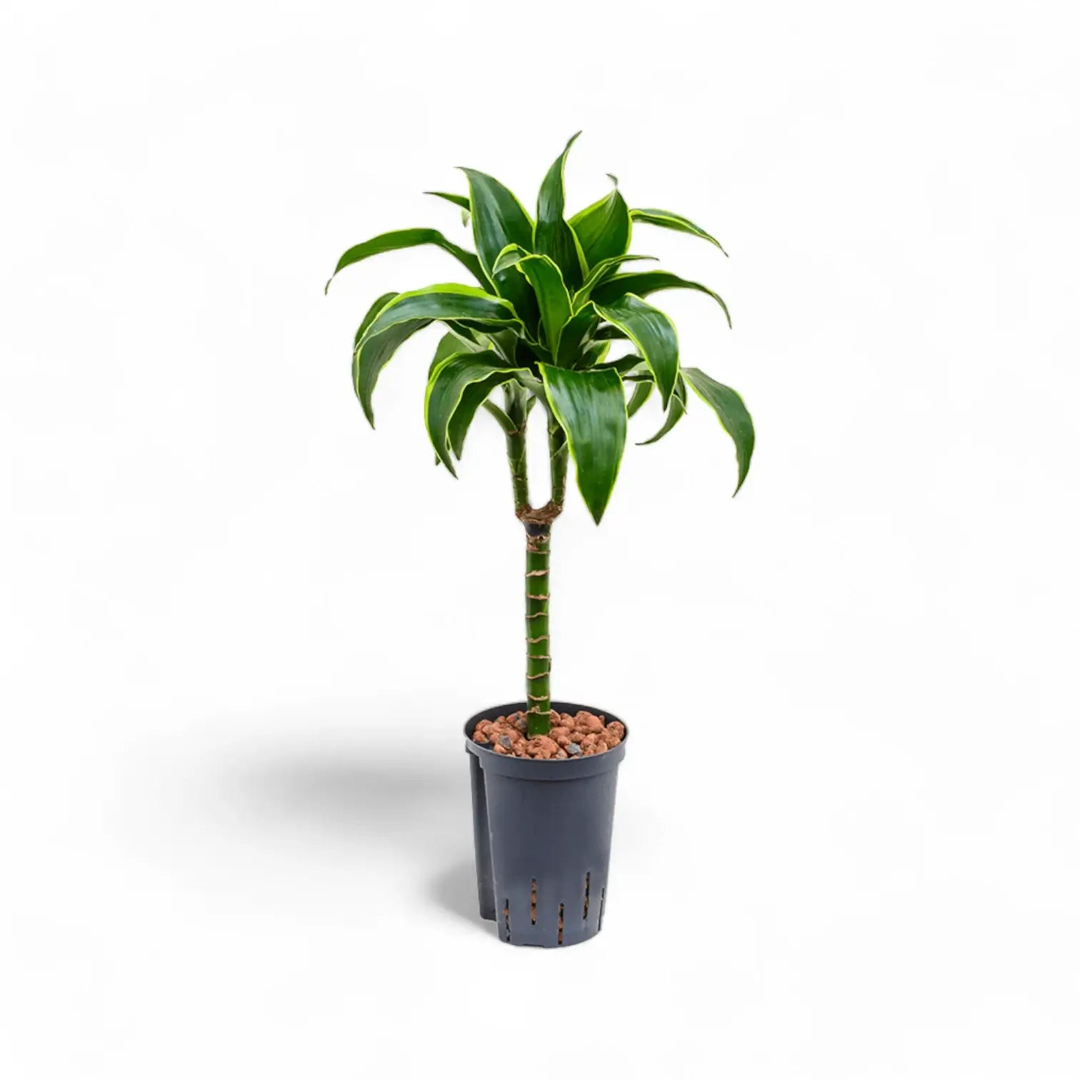 Dracaena fragrans 'Dorado' potted plant in nursery pot on white background.