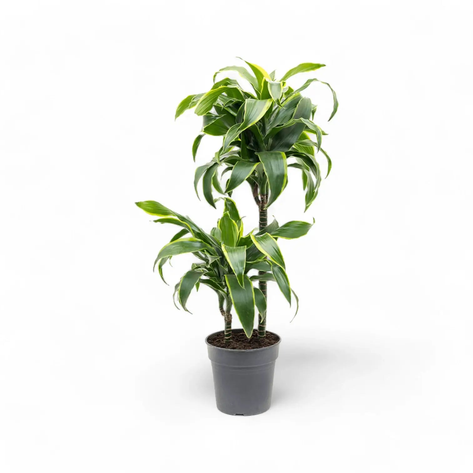 Dracaena fragrans 'Dorado' potted plant in nursery pot on white background.