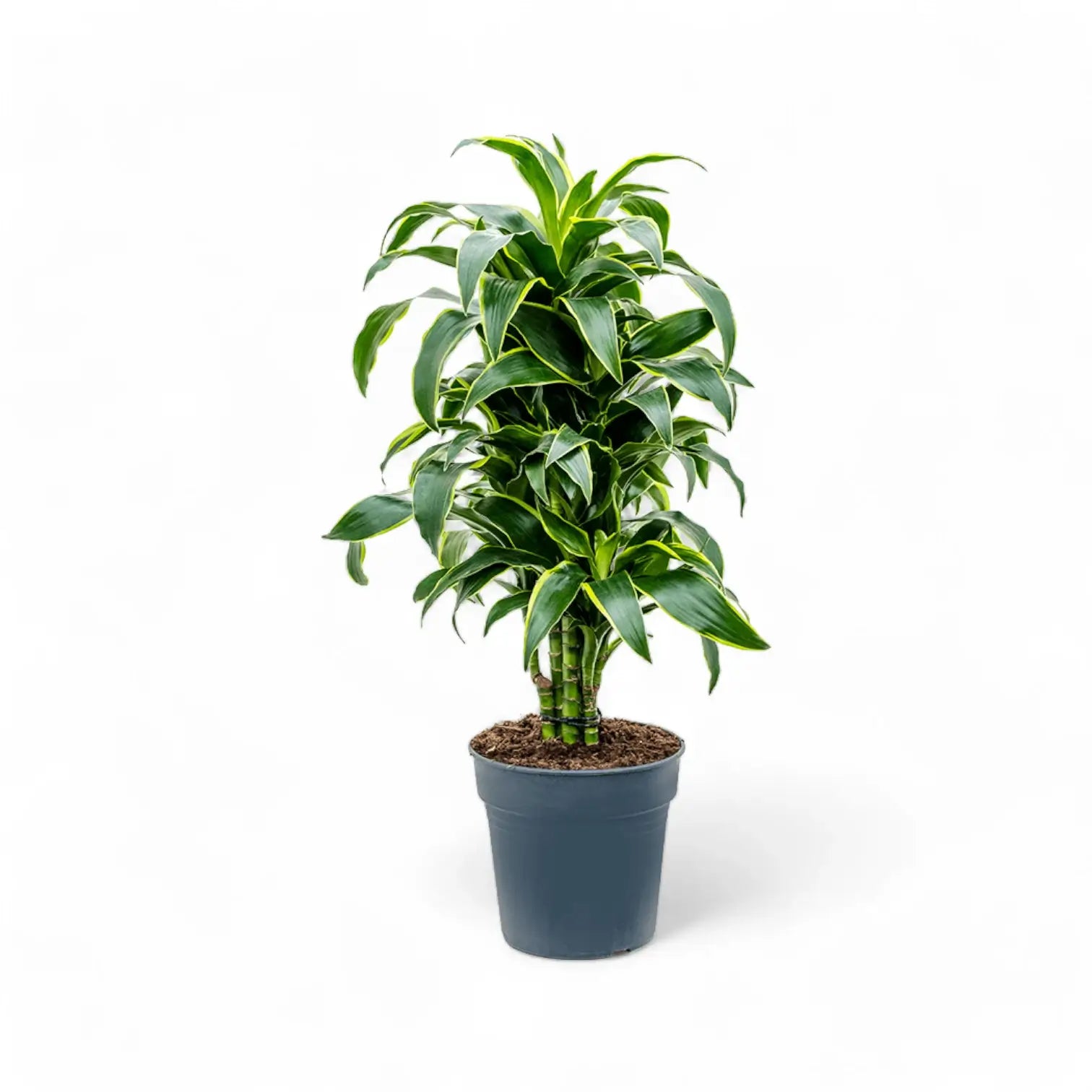 Dracaena fragrans 'Dorado' potted plant in nursery pot on white background.