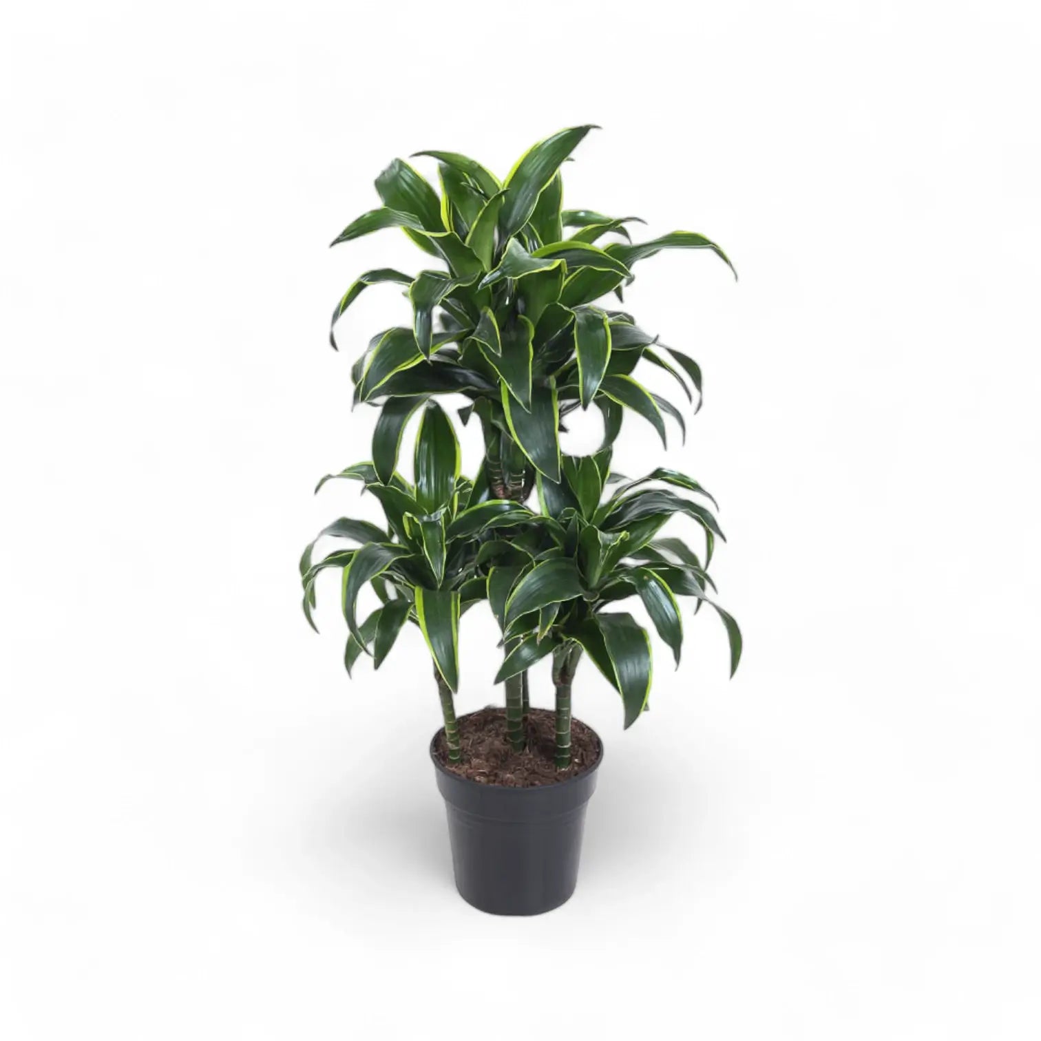 Dracaena fragrans 'Dorado' potted plant in nursery pot on white background.