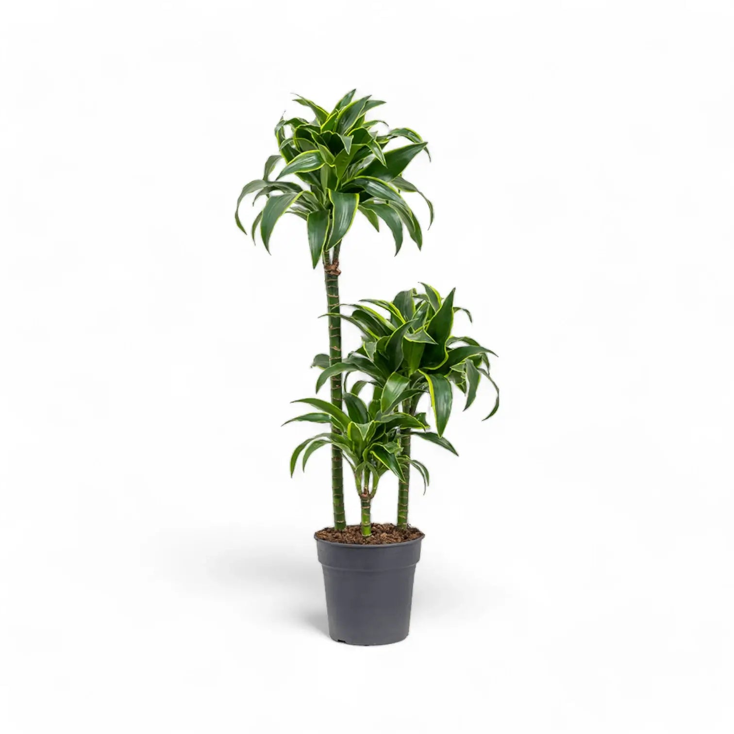 Dracaena fragrans 'Dorado' potted plant in nursery pot on white background.