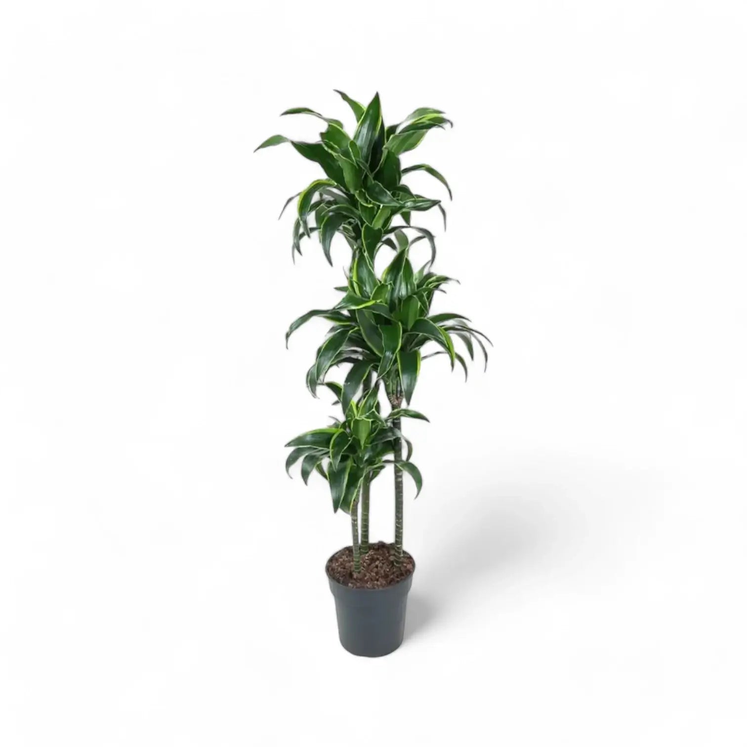 Dracaena fragrans 'Dorado' potted plant in nursery pot on white background.