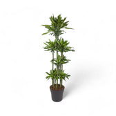 Dracaena fragrans 'Golden Coast' potted plant in nursery pot on white background.