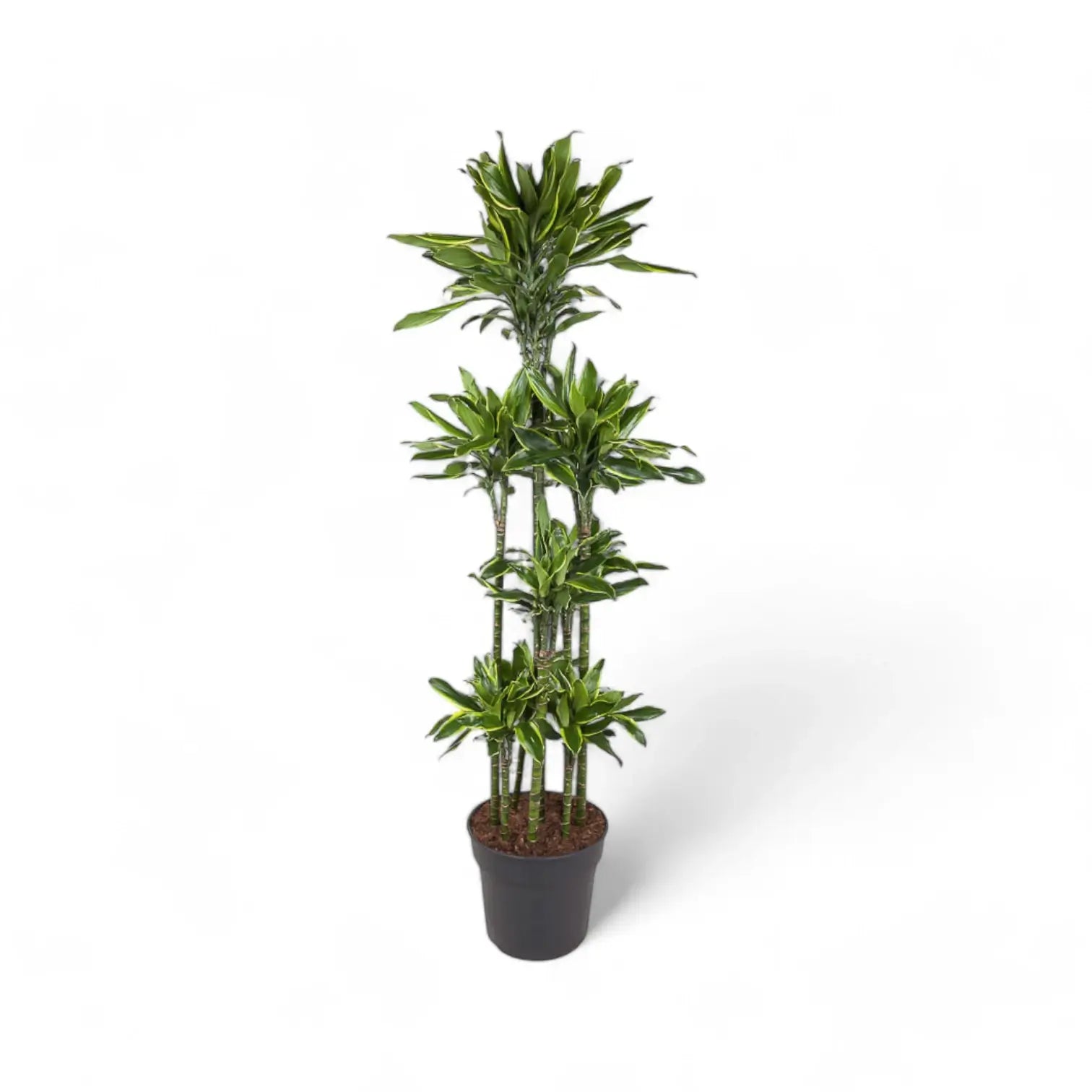 Dracaena fragrans 'Golden Coast' potted plant in nursery pot on white background.