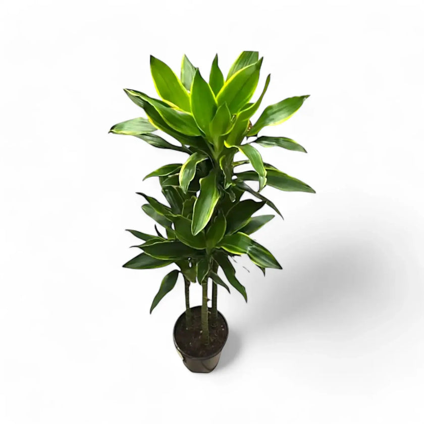 Dracaena fragrans 'Golden Coast' potted plant in nursery pot on white background.