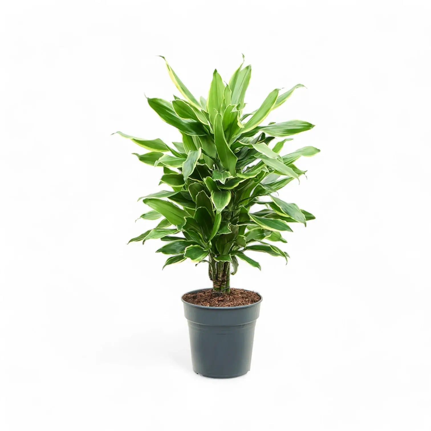 Dracaena fragrans 'Golden Coast' potted plant in nursery pot on white background.