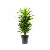 Dracaena fragrans 'Golden Coast' potted plant in nursery pot on white background.