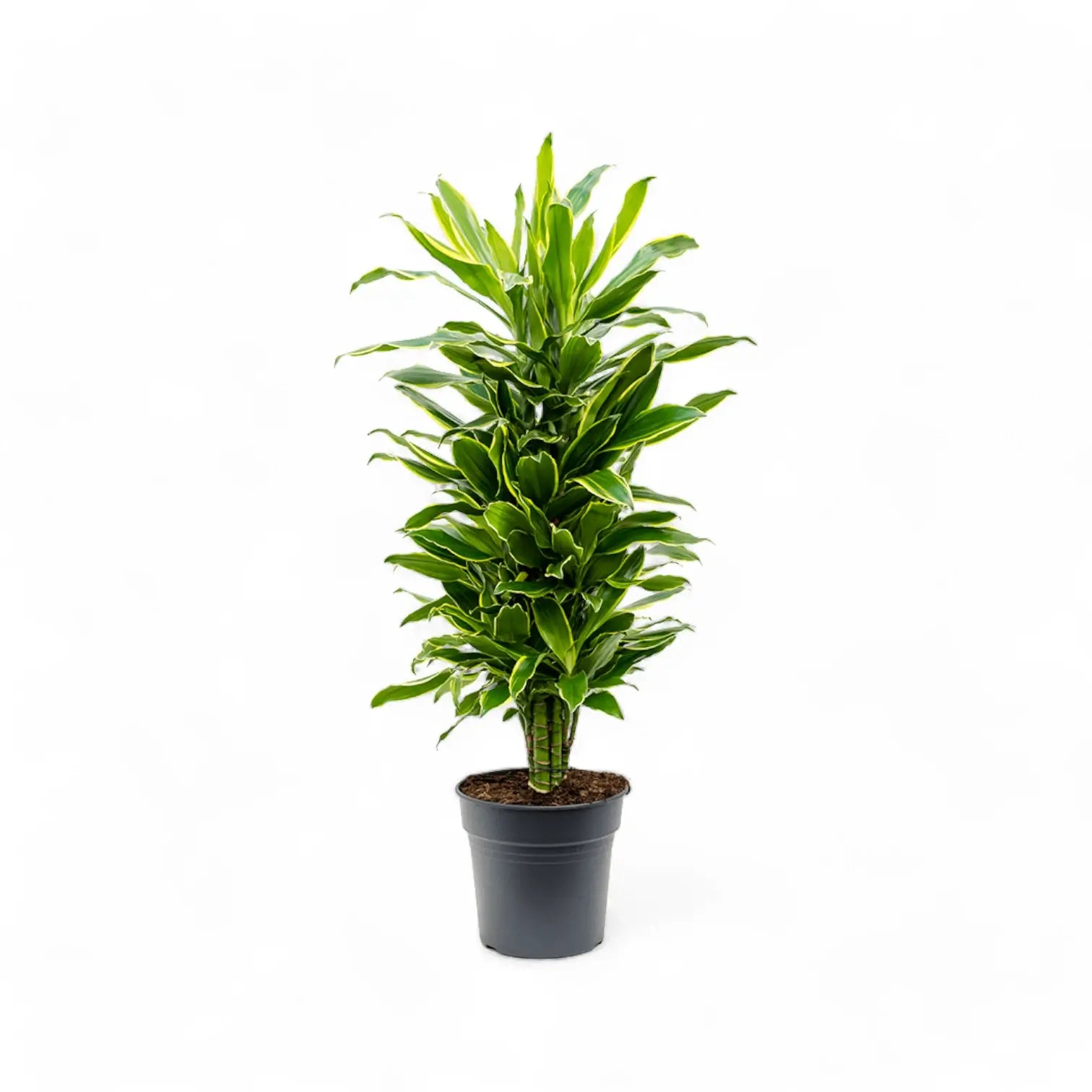 Dracaena fragrans 'Golden Coast' potted plant in nursery pot on white background.