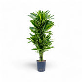 Dracaena fragrans 'Golden Coast' potted plant in nursery pot on white background.