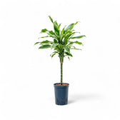 Dracaena fragrans 'Golden Coast' potted plant in nursery pot on white background.