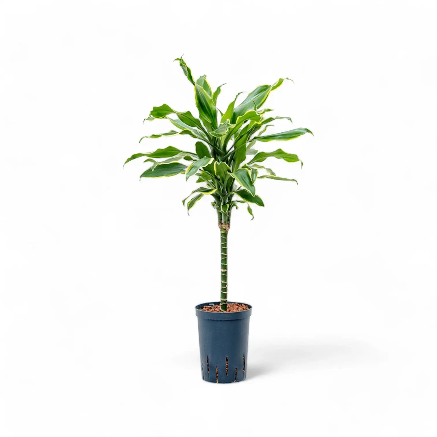Dracaena fragrans 'Golden Coast' potted plant in nursery pot on white background.