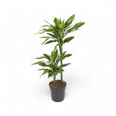 Dracaena fragrans 'Golden Coast' potted plant in nursery pot on white background.