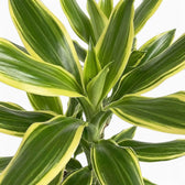 Blattdetail von Dracaena fragrans ‘Golden Coast’ mit dunkelgrünen Blattmitten und breiten gelbgrünen Rändern