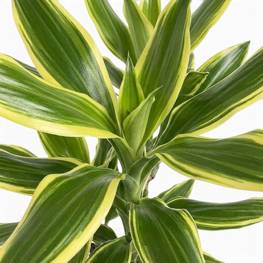 Dracaena fragrans ‘Golden Coast’ leaf detail showing dark green centres and broad yellow-green margins