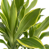 Blattdetail von Dracaena fragrans ‘Golden Coast’ mit glänzend grünen Blättern und limettengrünen bis goldgelben Rändern