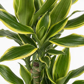 Nahaufnahme des Laubs von Dracaena fragrans ‘Golden Coast’ mit grünen Blättern und leuchtend goldgelben Rändern