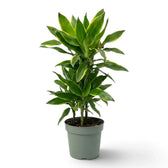 Dracaena fragrans ‘Golden Coast’ mit dichtem, aufrechtem Laub und gelbgrünen Blatträndern