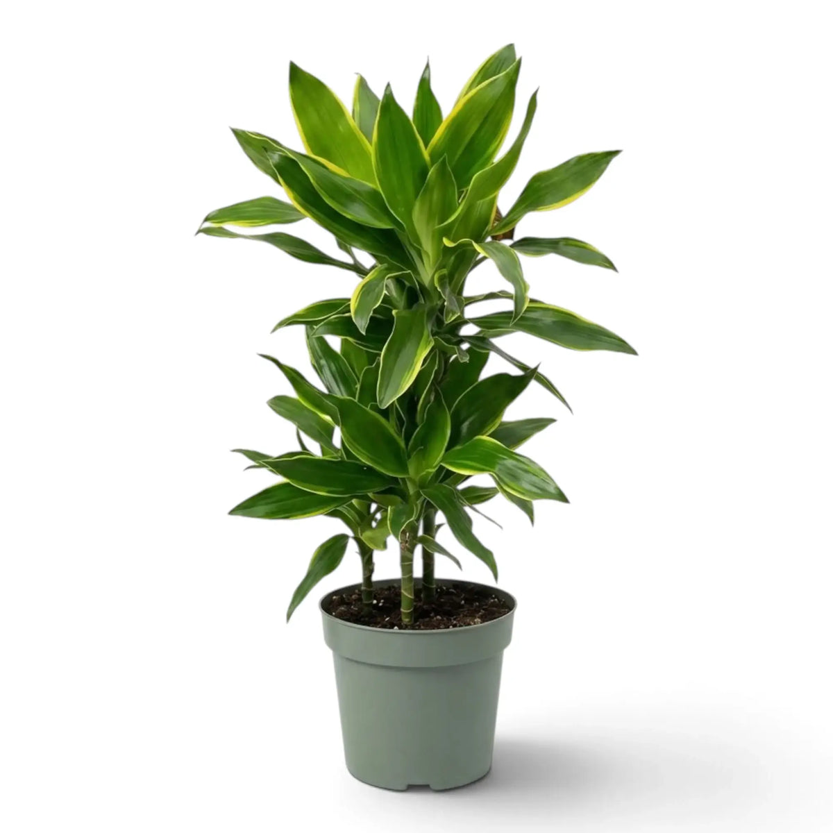 Dracaena fragrans ‘Golden Coast’ mit dichtem, aufrechtem Laub und gelbgrünen Blatträndern