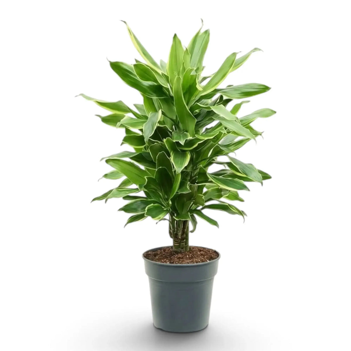 Dracaena fragrans ‘Golden Coast’ im Kulturtopf mit dunkelgrünen Blättern und gelbgrünen Rändern