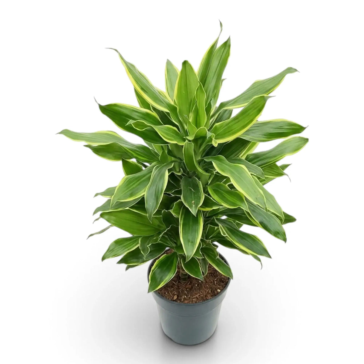 Dracaena fragrans ‘Golden Coast’ mit aufrechtem Stamm und gestaffelt angeordneten Blättern mit goldgelben Rändern