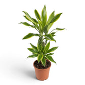 Dracaena fragrans ‘Golden Coast’ mit kompakten Blattschöpfen und leuchtend gelbgrünen Blatträndern