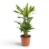 Dracaena fragrans ‘Golden Coast’ im Kulturtopf mit dunkelgrünen Blättern und goldgelben Rändern