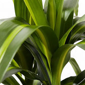 Nahaufnahme eines Blatts von Dracaena fragrans ‘Hawaiian Sunshine’ vor weißem Hintergrund.