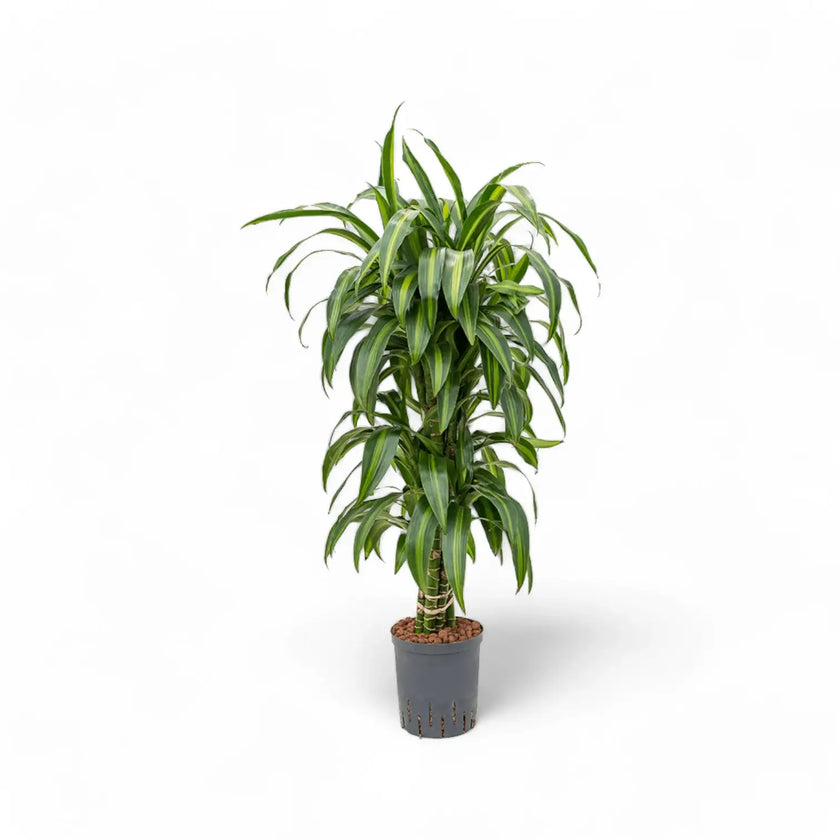 Dracaena fragrans ‘Hawaiian Sunshine’ potted plant in nursery pot on white background.